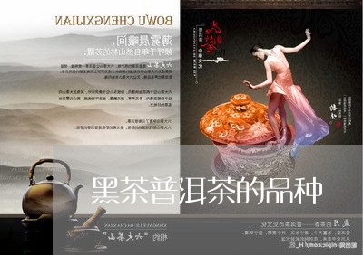 黑茶普洱茶的品种/2023041136047