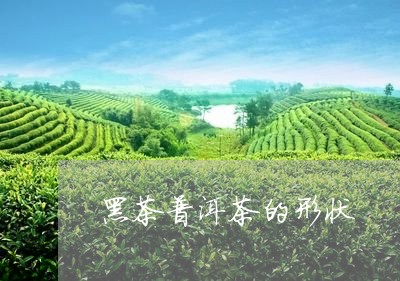 黑茶普洱茶的形状/2023041131804