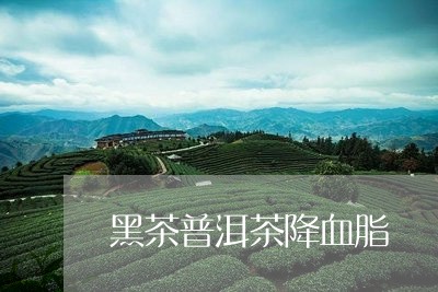 黑茶普洱茶降血脂/2023031660503