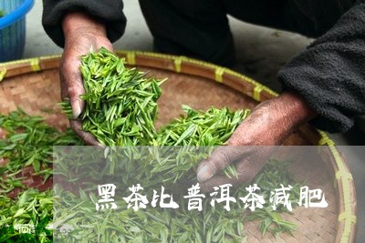 黑茶比普洱茶减肥/2023041158369