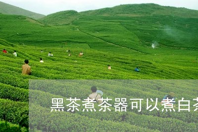 黑茶煮茶器可以煮白茶吗/2023033046048