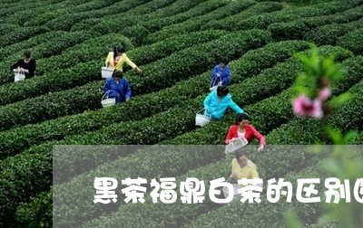 黑茶福鼎白茶的区别图片/2023033045948