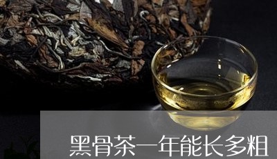 黑骨茶一年能长多粗/2023041699381