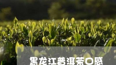 黑龙江普洱茶口感/2023031647140