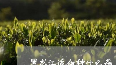 黑龙江适合种什么茶/2023031949571