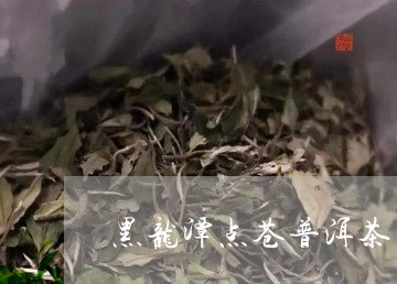 黑龙潭点苍普洱茶/2023033185858