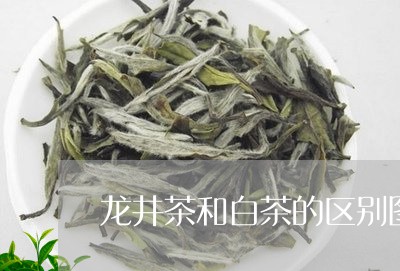 龙井茶和白茶的区别图片/2023033086150