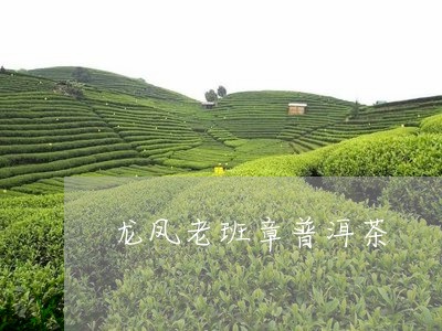 龙凤老班章普洱茶/2023031790683