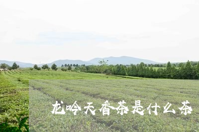 龙吟天香茶是什么茶/2023041561682