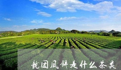 龙团凤饼是什么茶类/2023041781503