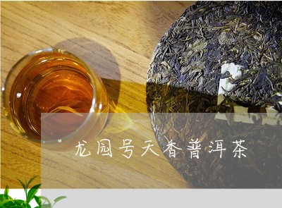 龙园号天香普洱茶/2023031884826