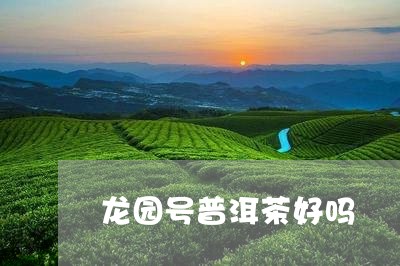 龙园号普洱茶好吗/2023041332815