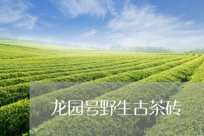 龙园号野生古茶砖/2023032490415