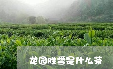 龙园胜雪是什么茶/2023032311825