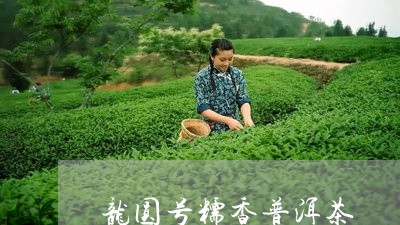 龙圆号糯香普洱茶/2023041234278