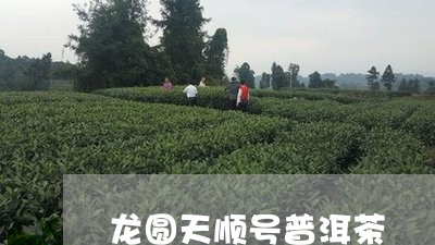 龙圆天顺号普洱茶/2023040124936