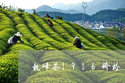 龙峰茶1916价格/2023032177461