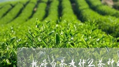 龙府白茶是什么茶种的花/2023033004717