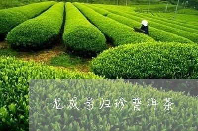 龙成号归珍普洱茶/2023033162826