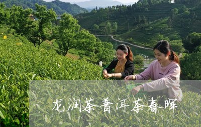 龙润茶普洱茶春晖/2023041185140