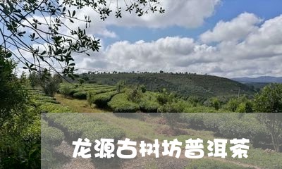 龙源古树坊普洱茶/2023031618372