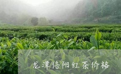 龙潭信阳红茶价格/2023032472914