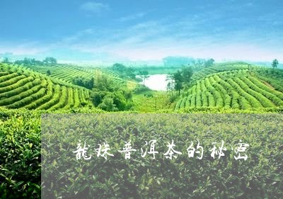 龙珠普洱茶的秘密/2023041074050