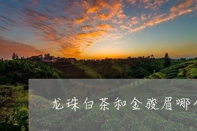 龙珠白茶和金骏眉哪个好/2023033025370