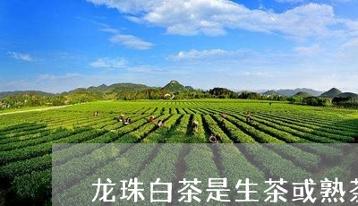 龙珠白茶是生茶或熟茶嘛/2023032923048