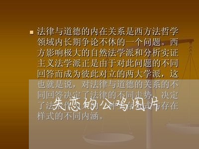 失恋的公鸡图片/2023091690906