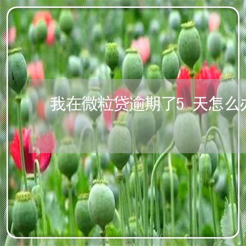 我在微粒贷逾期了5天怎么办/2023051939523