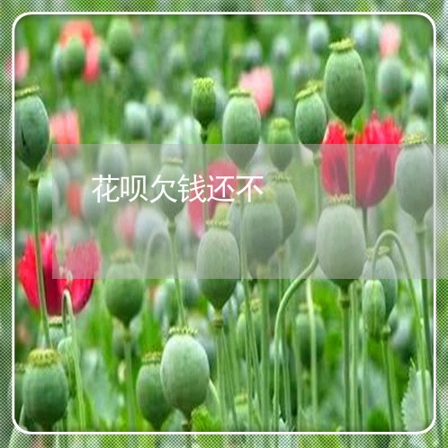 花呗欠钱还不/2023100895946