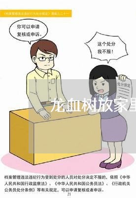 龙血树放家里影响婚姻吗/2023112469361