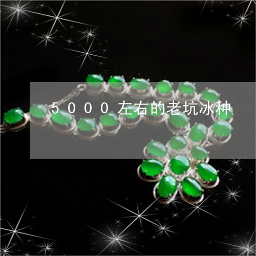 5000左右的老坑冰种/2023070902836