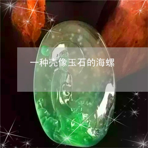 一种壳像玉石的海螺/2023093015958