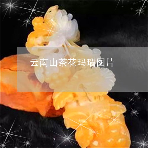 云南山茶花玛瑙图片/2023033159372