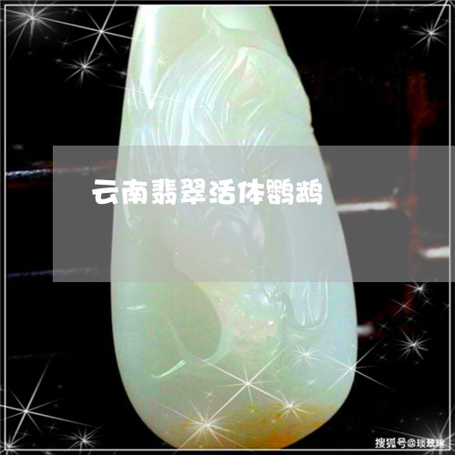 云南翡翠活体鹦鹉/2023112584805