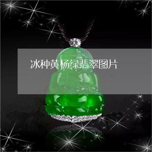 冰种黄杨绿翡翠图片/2023033130369