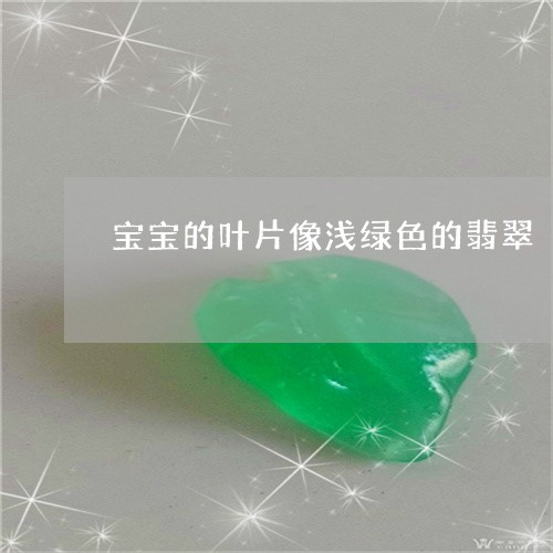 宝宝的叶片像浅绿色的翡翠/2023080193726