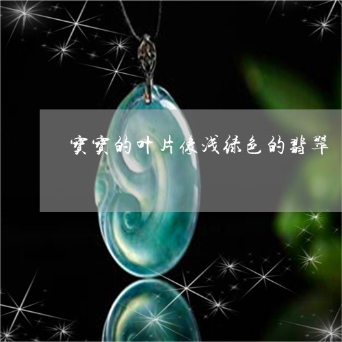 宝宝的叶片像浅绿色的翡翠/2023092221638