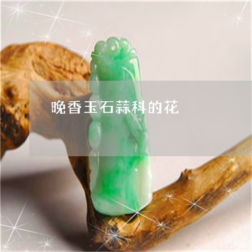 晚香玉石蒜科的花/2023071581505