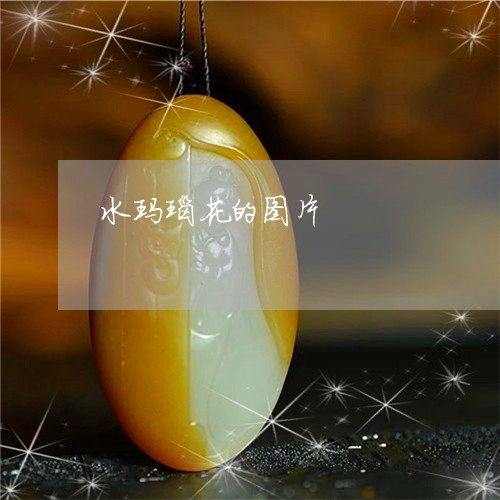 水玛瑙花的图片/2023081528937