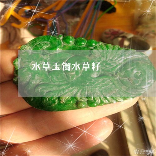 水草玉镯水草籽/2023081539289