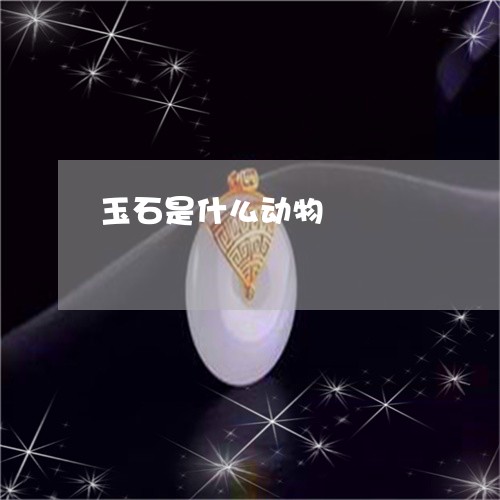 玉石是什么动物/2023081389414