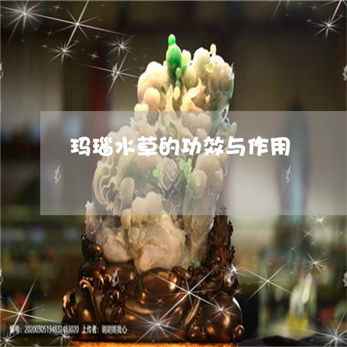 玛瑙水草的功效与作用/2023092253027