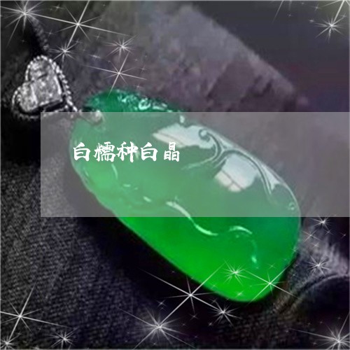 白糯种白晶/2023101795150