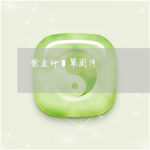 紫豆种翡翠图片/2023061663836