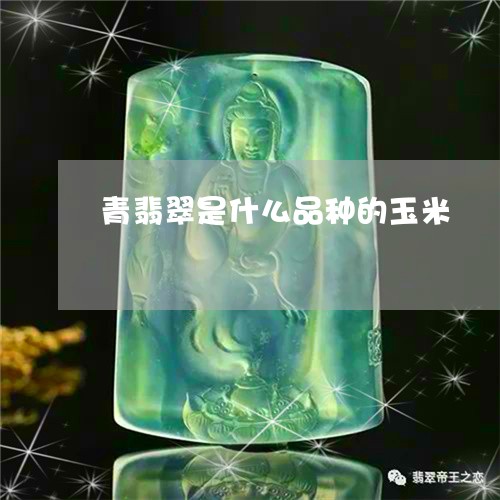 青翡翠是什么品种的玉米/2023041262894