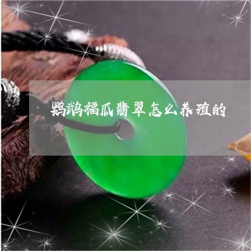 鹦鹉福瓜翡翠怎么养殖的/2023111643958